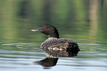 Common Loon swimming in lake