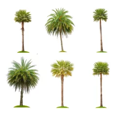 Deurstickers Palmboom Six betel palm tree isolated on white