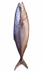 Freshly caught tuna on white background
