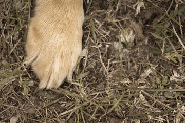 dog paw
