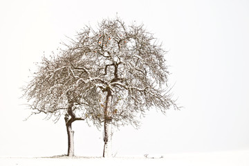 Fototapeta premium Obstbäume in verschneiter Landschaft