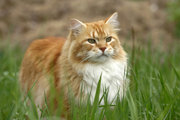 Naklejka na ściany i meble Beautiful ginger tabby Cat standing in grass, watching bird