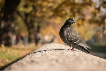 Proud Pigeon on the Wall illuminated by a tepid winter sun