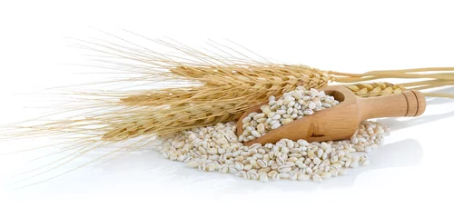 Gordijnen Barley Grains tn the scoop Isolated on White Background © sommai