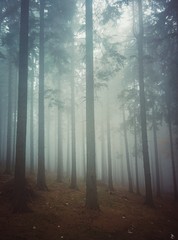 Naklejka premium Fog in the forest