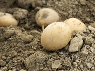 Fototapeta na wymiar potatoes in a field - shallow depth of field