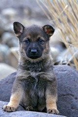 German Shepherd puppy few weeks, standing on rock, watching
