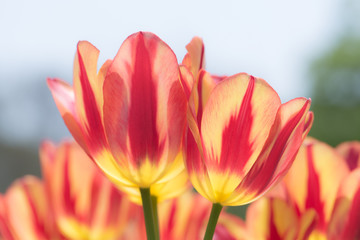 Fototapeta premium チューリップ