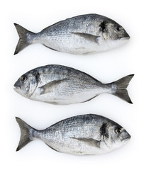 Dorado fish isolated on white background with clipping path