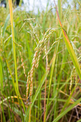 rice field  in Thailand