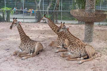 Three giraffes in a Zoo