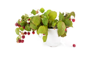 Bouquet of raspberry branches