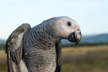 Parrot on nature background