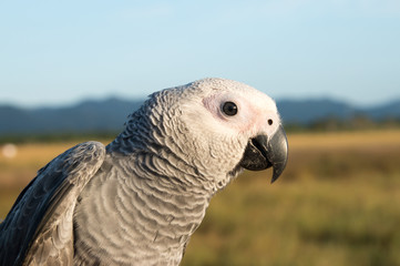 Parrot on a perch on wooden