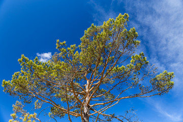 Pine Tree Crown With Blue Sky In The Background