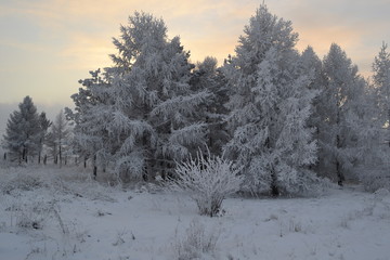 Лес/ Лес морозным зимним вечером.