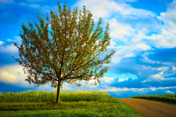 Fototapeta na wymiar Apple tree on meadow under blue sky / Apple tree close before harvest on field in germany