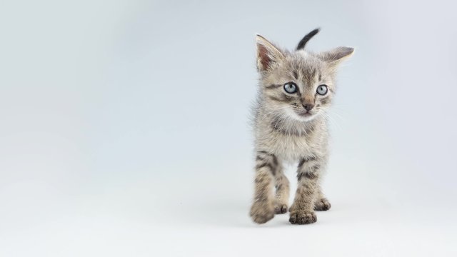 Little kitten steps on the spot and sits
