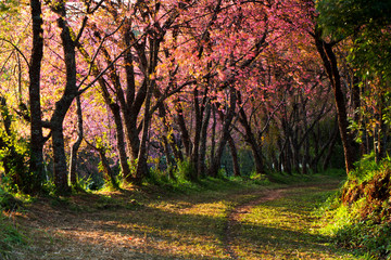 Fototapeta premium Morning spring forest North Thailand.