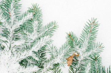 Naklejka na ściany i meble spruce twig covered with snow