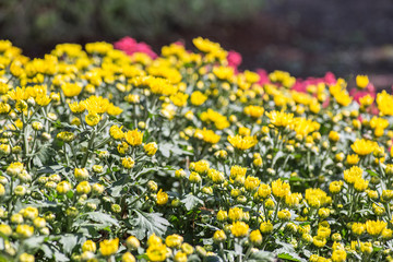 Yellow flower garden