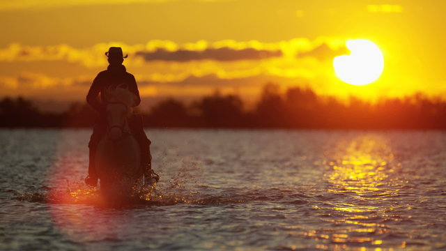 Cowboy Camargue animal horse sunrise water wetland freedom