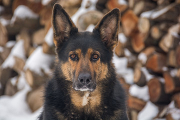 Portrait eines Mischlingshundes