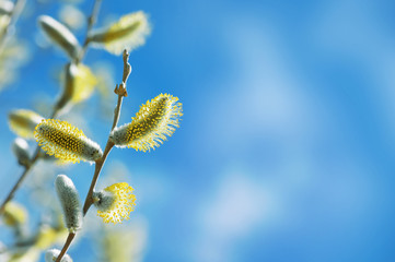 Fototapeta premium Branch of blossoming willow against the blue sky