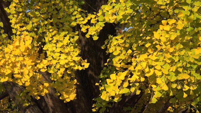 Ginkgo biloba leaves in autumn. South Korea.