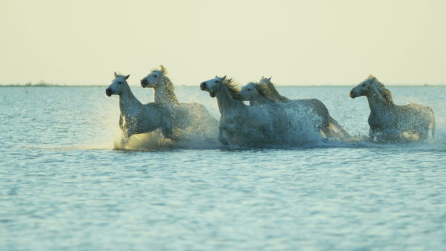 France Camargue animal horse wildlife running cowboy water