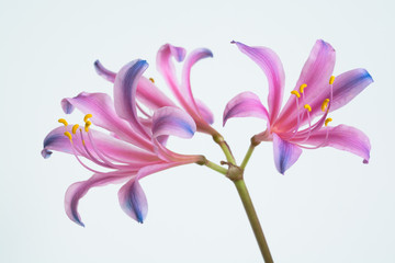 虹色のリコリス