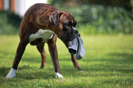 Deutscher Boxer mit Socke