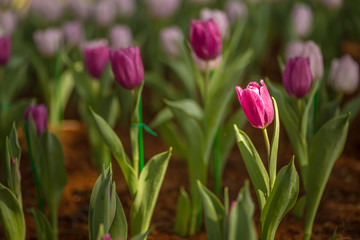 Tulip, morning light