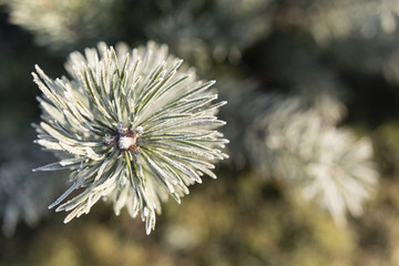 pine needles with morning Frosty