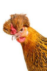 Portrait of a spotted chicken