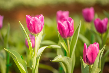 Tulip, morning light