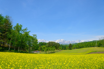 Northern Alps and Field mustard at Nakayama highlands in Omachi, Nagano, Japan