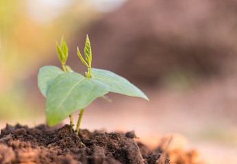 Young and fresh green bean