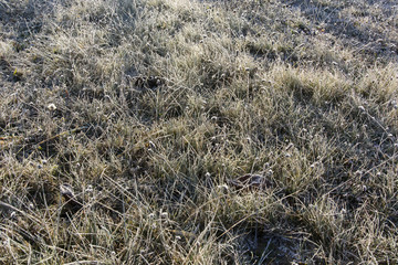 green grass with morning Frosty