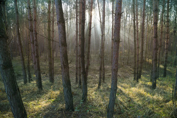 Fototapeta na wymiar Sunshine in the forest