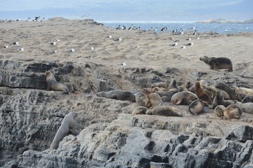 South American sea lion, Otaria flavescens, breeding colony and haulout on small islets just outside Ushuaia.