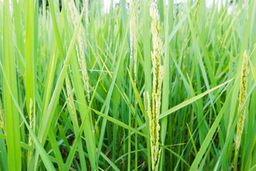 soft green spike