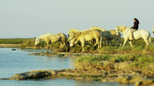 France Camargue animal horses wild livestock male