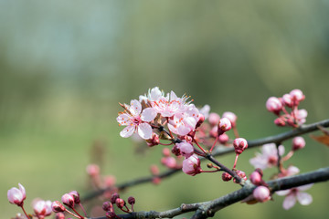Fototapeta na wymiar Mandelblüten, Prunus dulcis