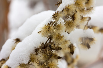 Natural dry flowers covered with fluffy white snow. Selective focus