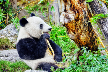 Cute bear panda actively chew a green bamboo sprout.