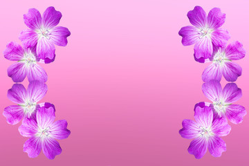 isolated on pink background frame from flowers woodland geranium.  Copy space. Free space for text