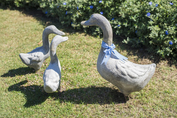 cement white Duck statue in gardent