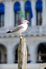 seagull in venice italy