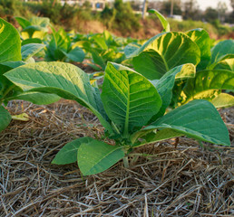 Tobacco plantation